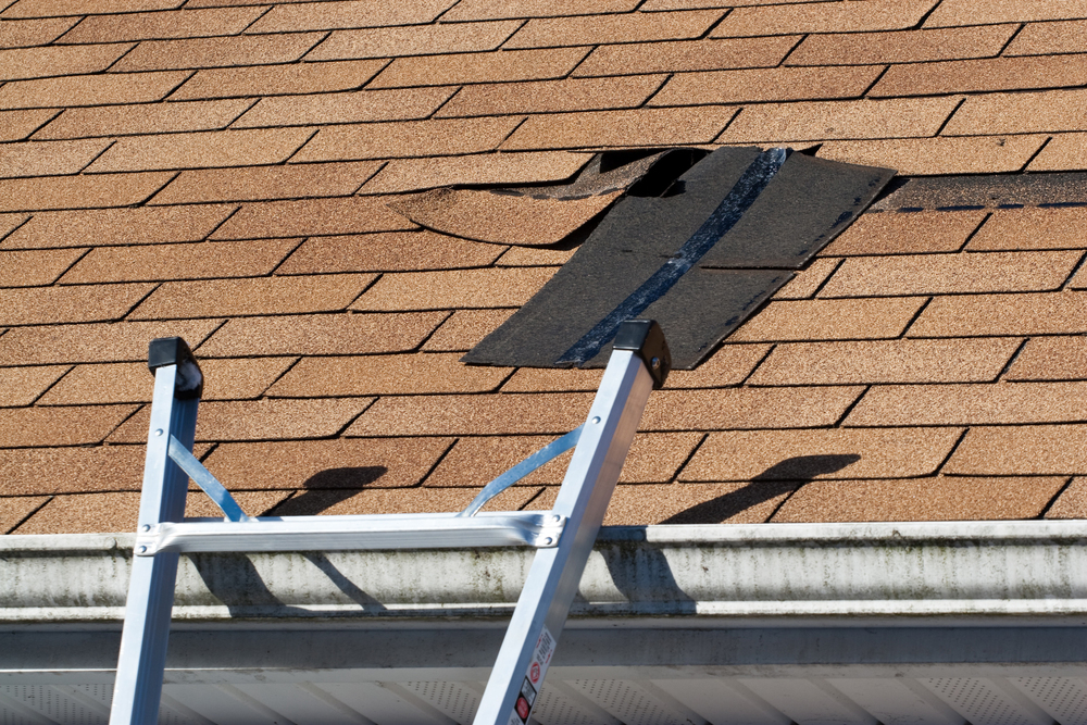 A damaged section of asphalt shingle roof with shingles lifted up and a ladder leaning against the gutter.